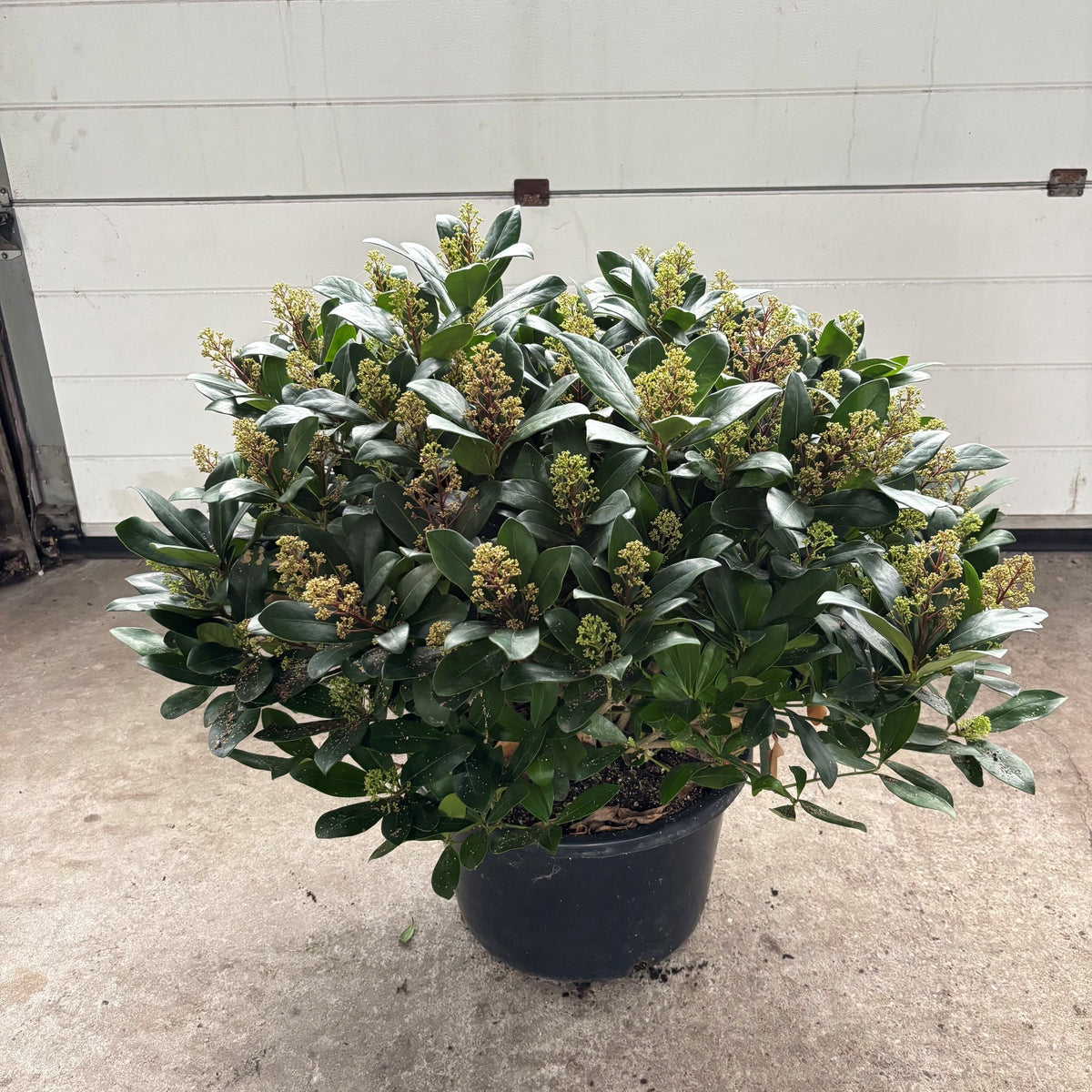 Skimmia japonica Maxima 60cm 41cm Pot