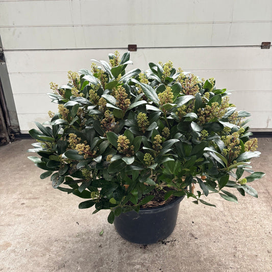 Skimmia japonica Maxima 60cm 41cm Pot