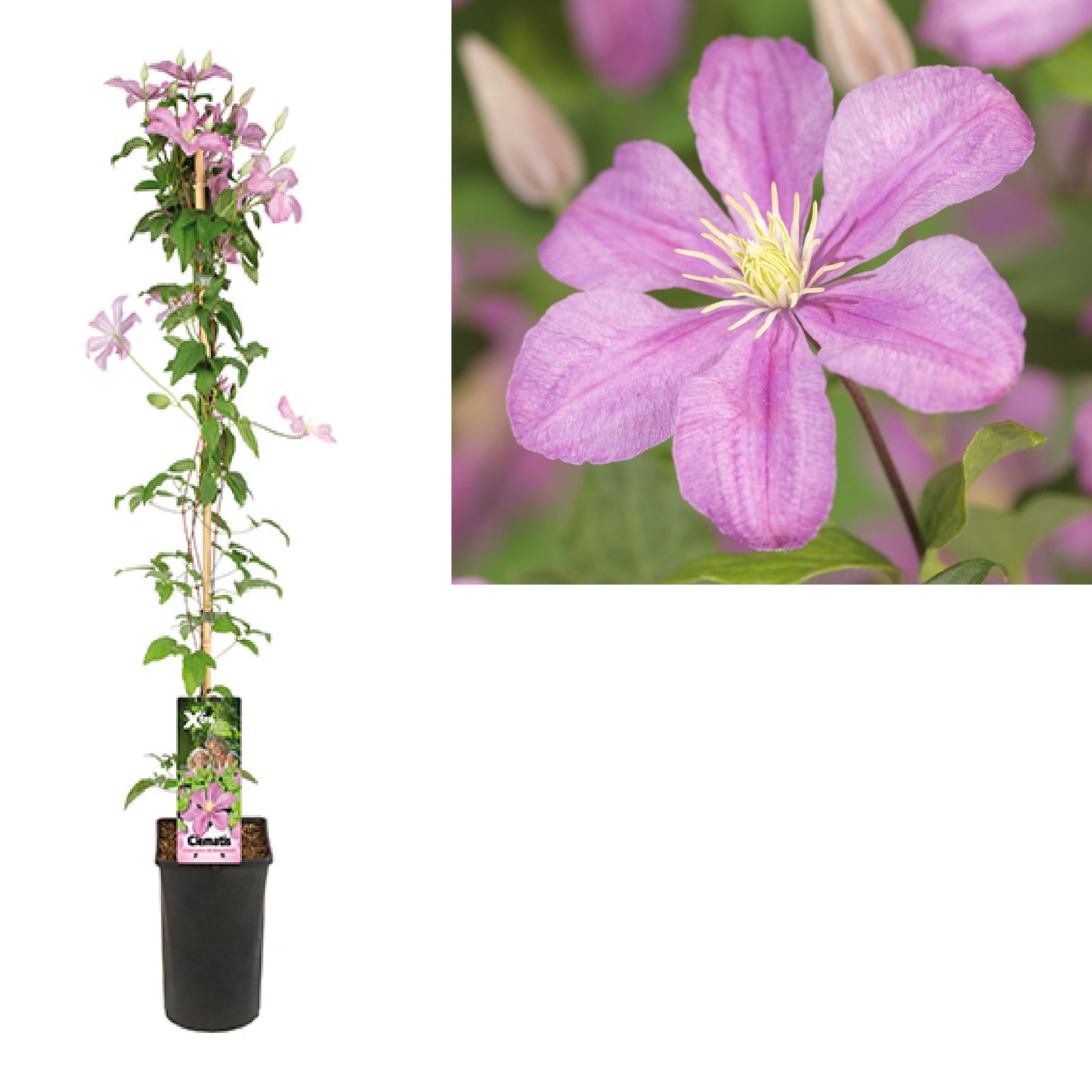 Clematis Comtesse de Bouchaud 95cm 17cm Pot