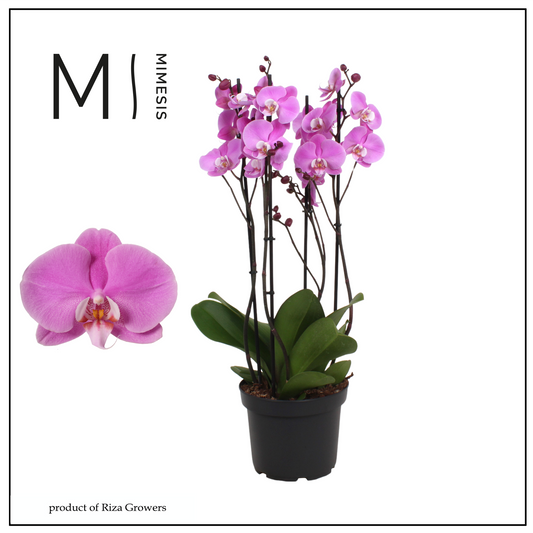 Phalaenopsis Murray 65cm 21cm Pot