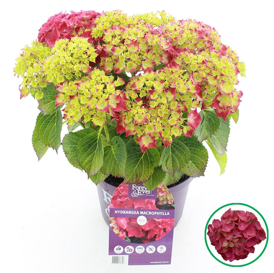 Hydrangea macrophylla mix 45cm 23cm Pot