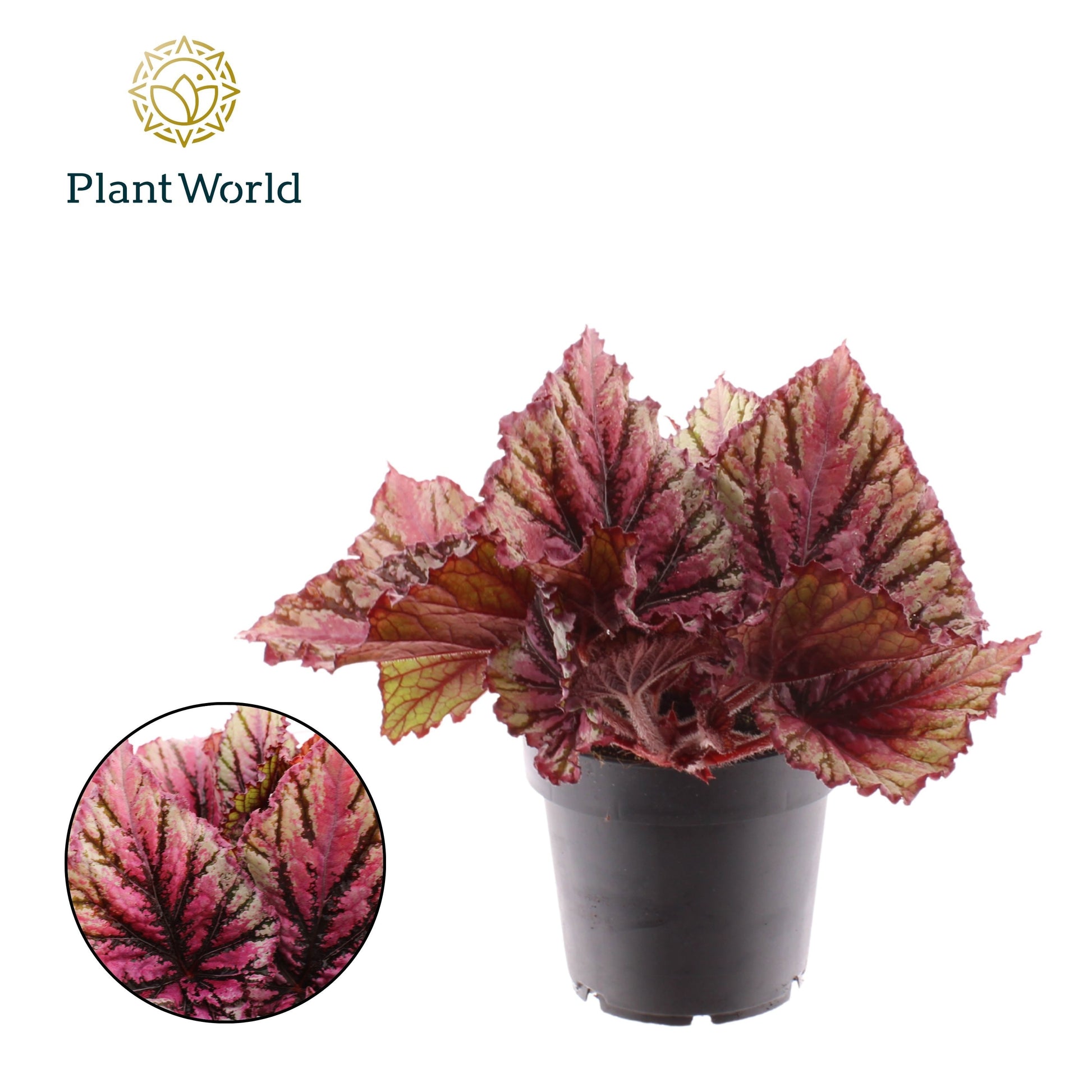 Begonia Magic Colours Lambada 25cm 12cm Pot