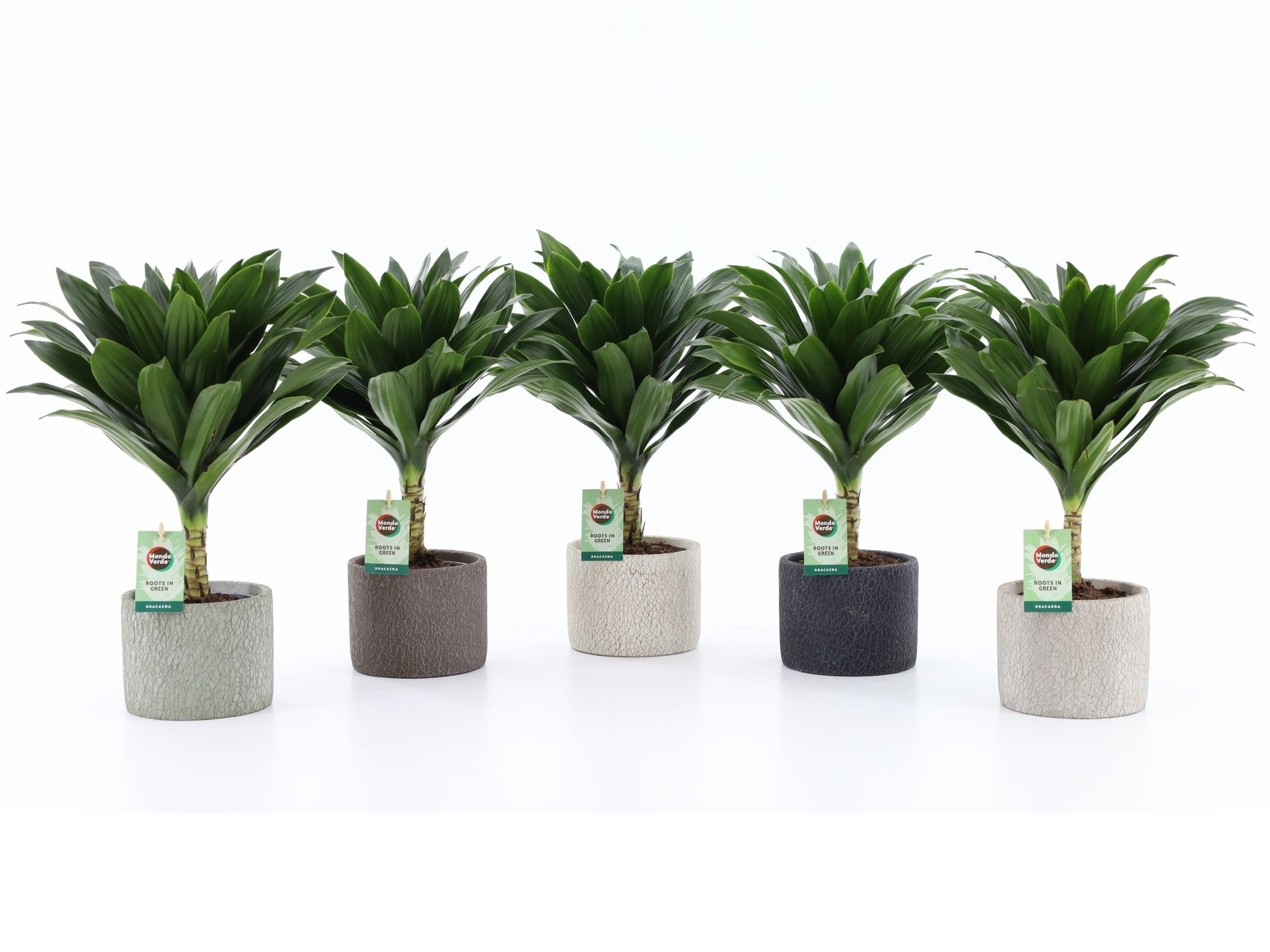 Mondo Verde (Bakker) Dracaena fragrans Janet Craig Pack of 5