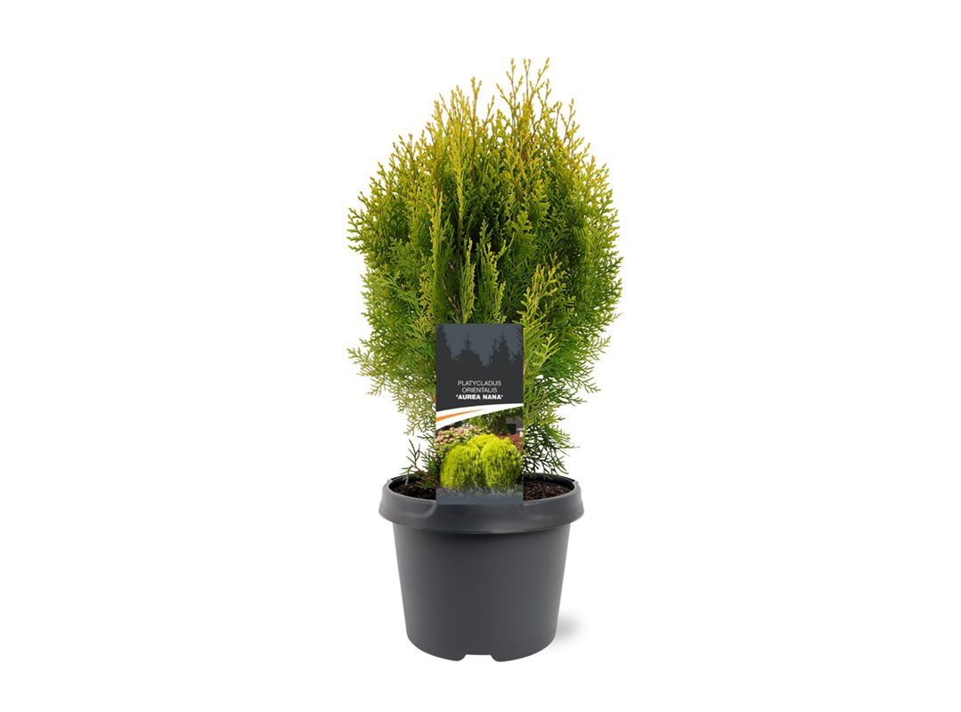 Bremmer Boomkwekerijen Platycladus Aurea Nana Pack of 1