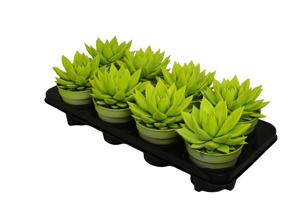 Echeveria yellow PA151 15cm 12cm Pot