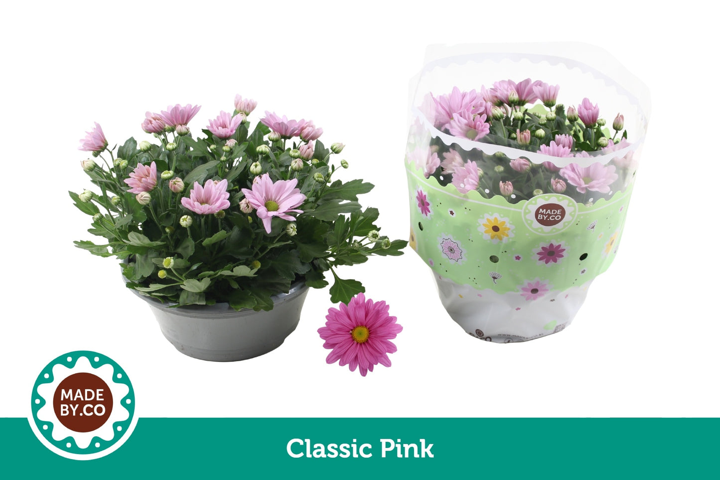 SV.CO Chrysanthemum pink Pack of 17