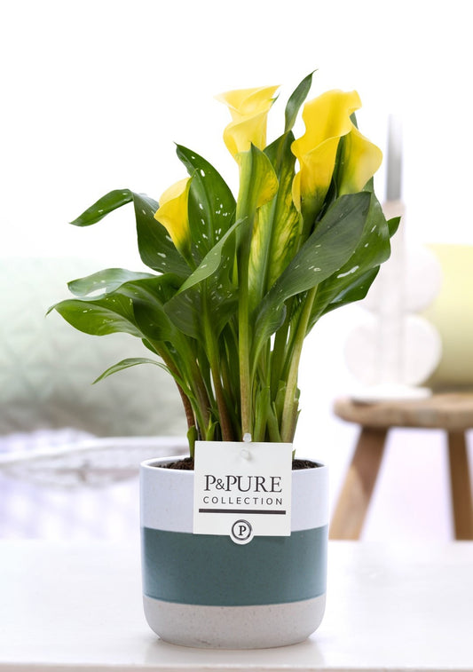 Zantedeschia Summer Sun 40cm 12cm Pot