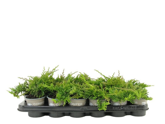 Juniperus Golden Carpet 12cm 9cm Pot