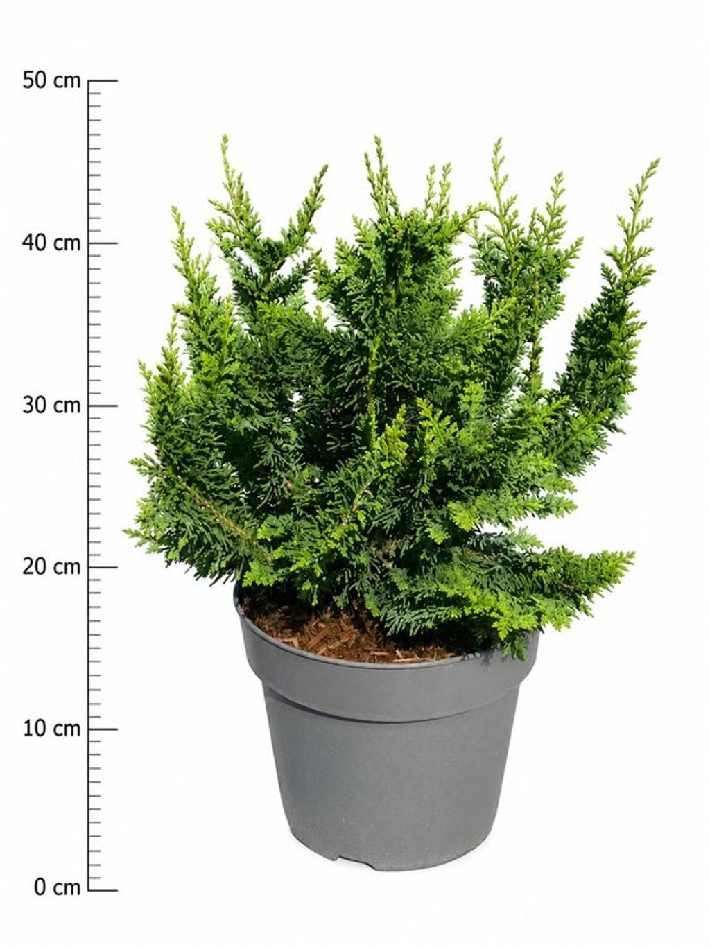 Bloemenkampen BV, Hkw. de Chamaecyparis obtusa Teddy Bear Pack of 1