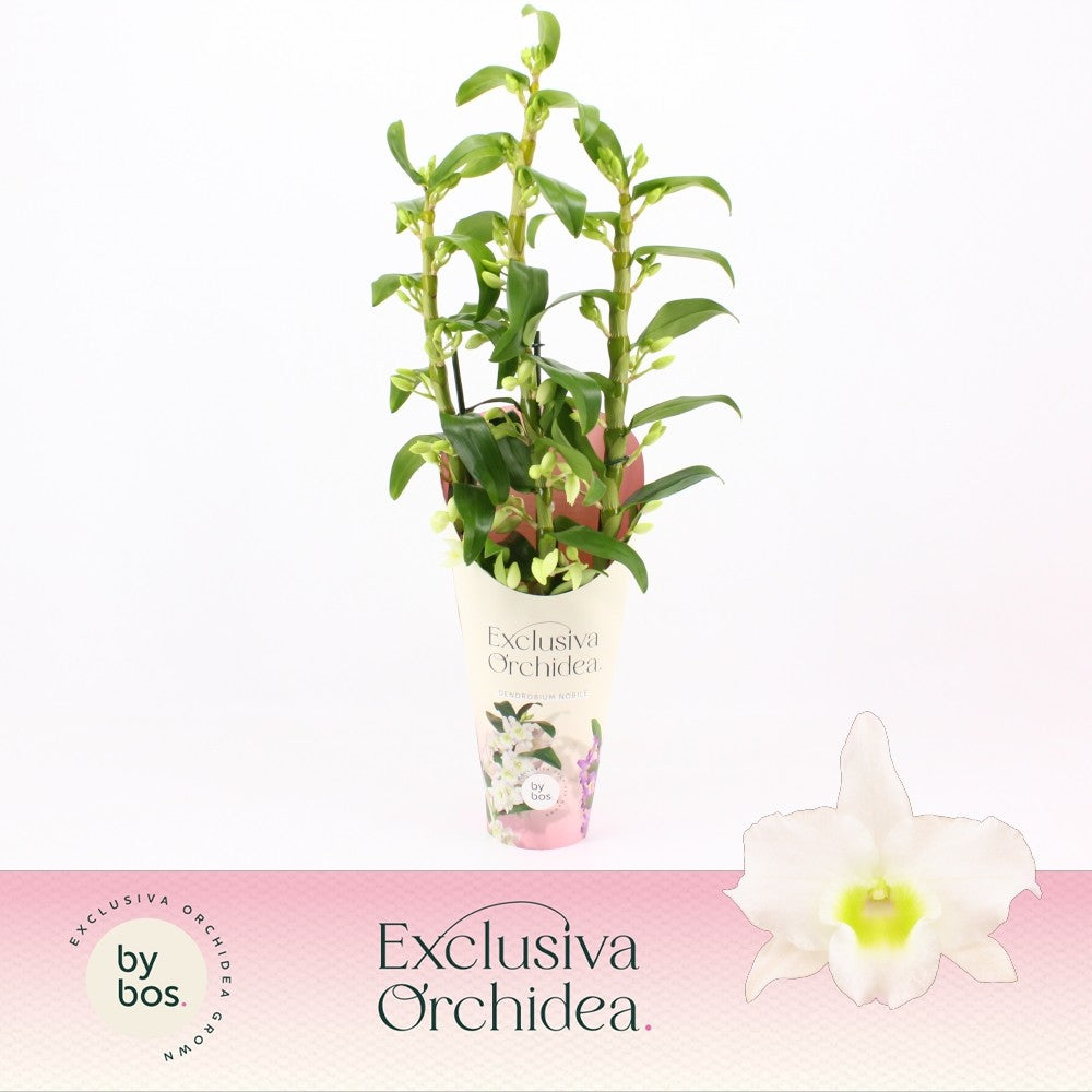 Dendrobium Apollon 65cm 12cm Pot