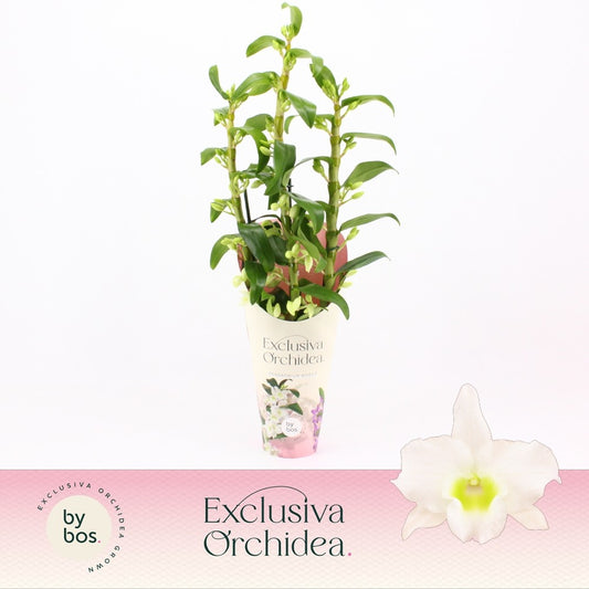 Dendrobium Apollon 65cm 12cm Pot