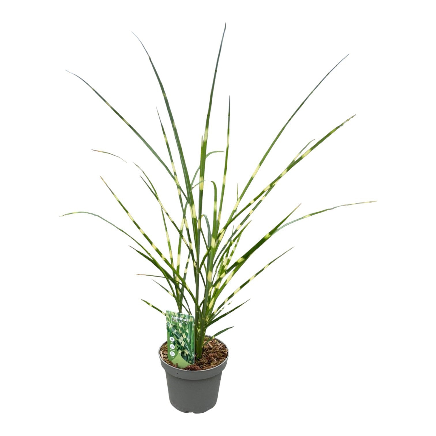 Miscanthus Zebrinus 40cm 14cm Pot