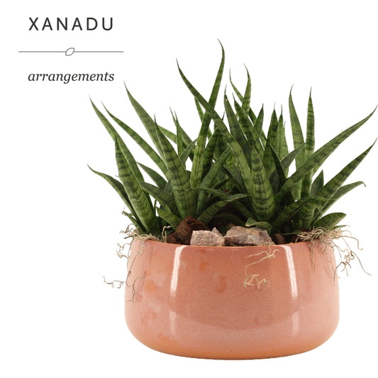 Xanadu Havana 32cm 24cm Pot