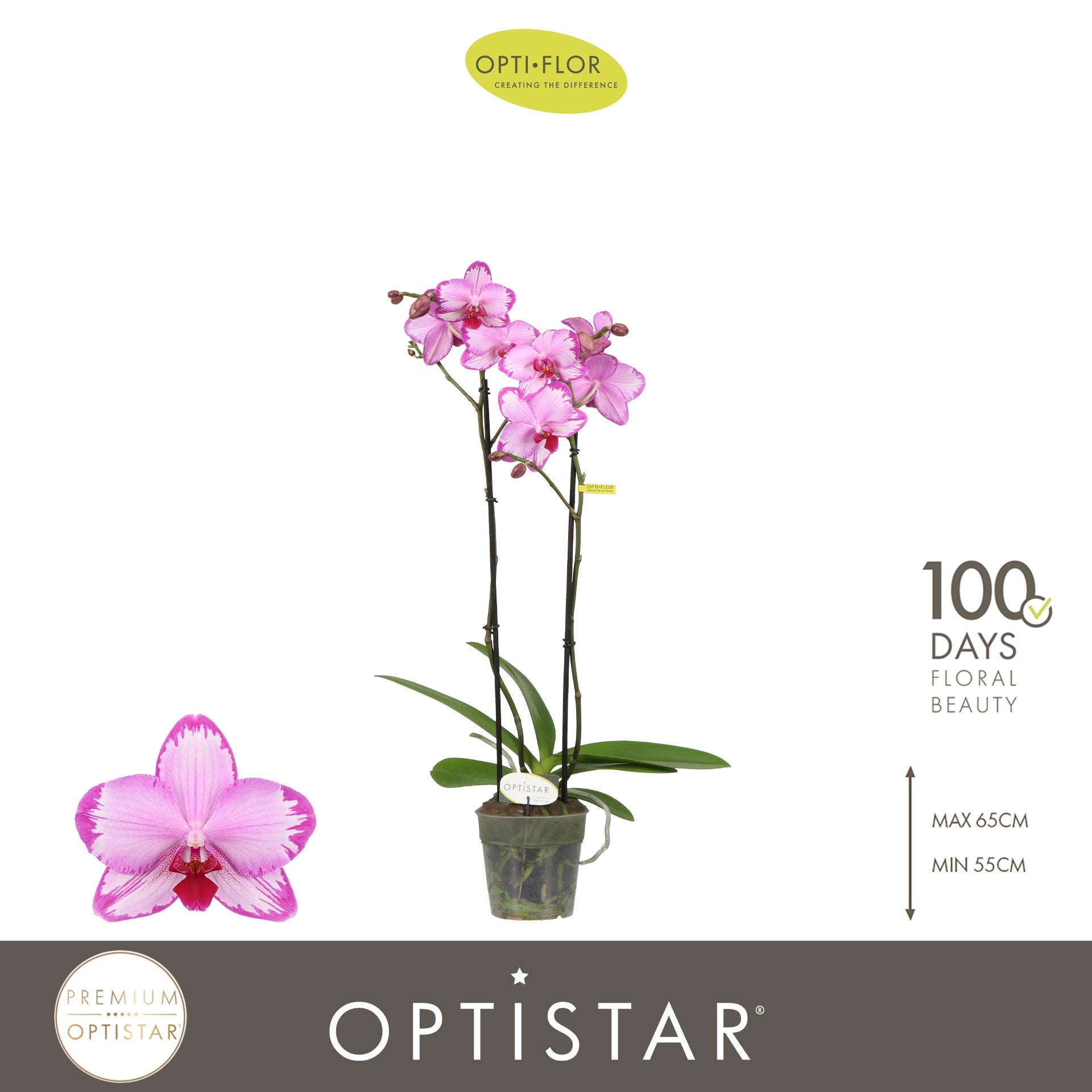 Phalaenopsis Toshi 60cm 12cm Pot