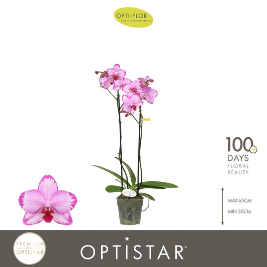 Phalaenopsis Toshi 60cm 12cm Pot