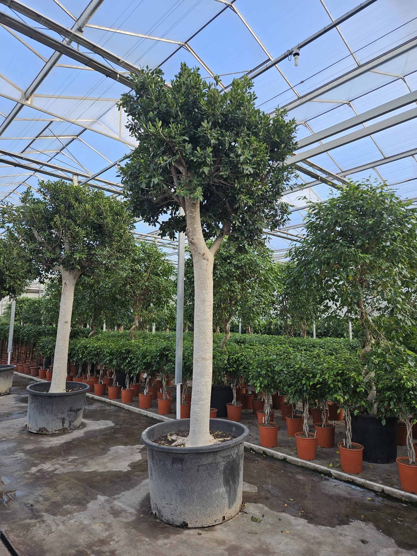 Ficus benjamina 500cm 110cm Pot