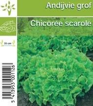 Andijvie grof per tray (8x6) 5cm 1cm Pot