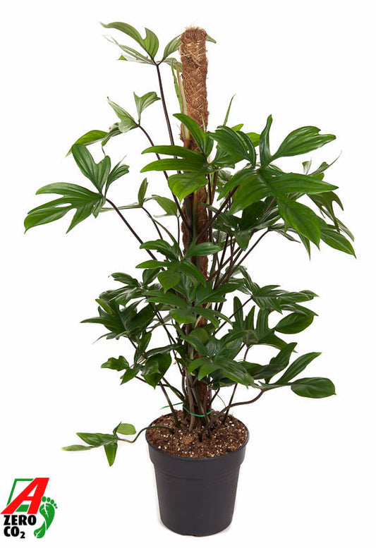Philodendron pedatum 100cm 21cm Pot