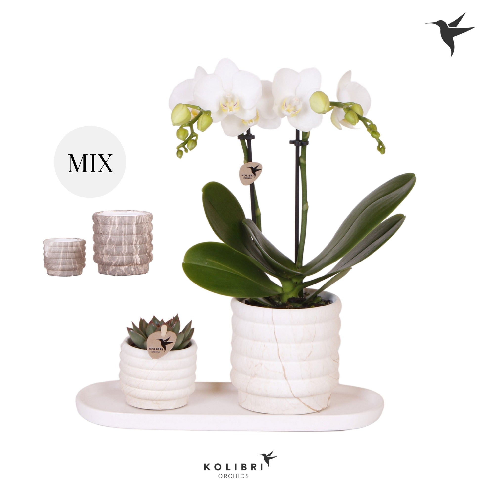 Kolibri Gift Set small Marble 40cm 18cm Pot
