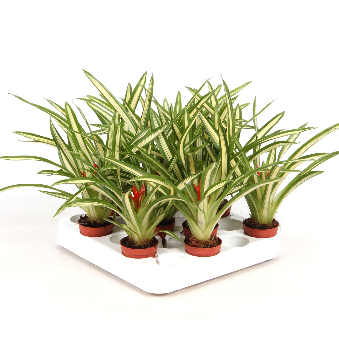 Rip Bromini BV Guzmania Ice Cream Pack of 10
