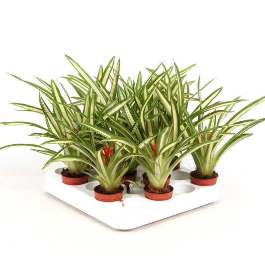 Rip Bromini BV Guzmania Ice Cream Pack of 10