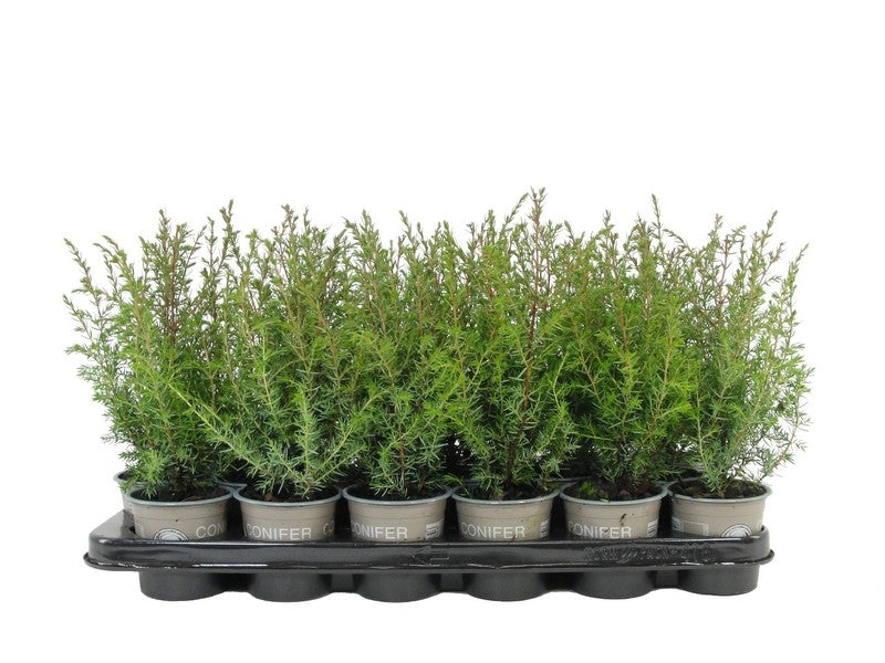Bloemendaal, Fa.Kw. Juniperus Suecica Pack of 18