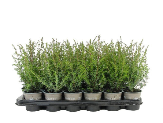 Bloemendaal, Fa.Kw. Juniperus Suecica Pack of 18