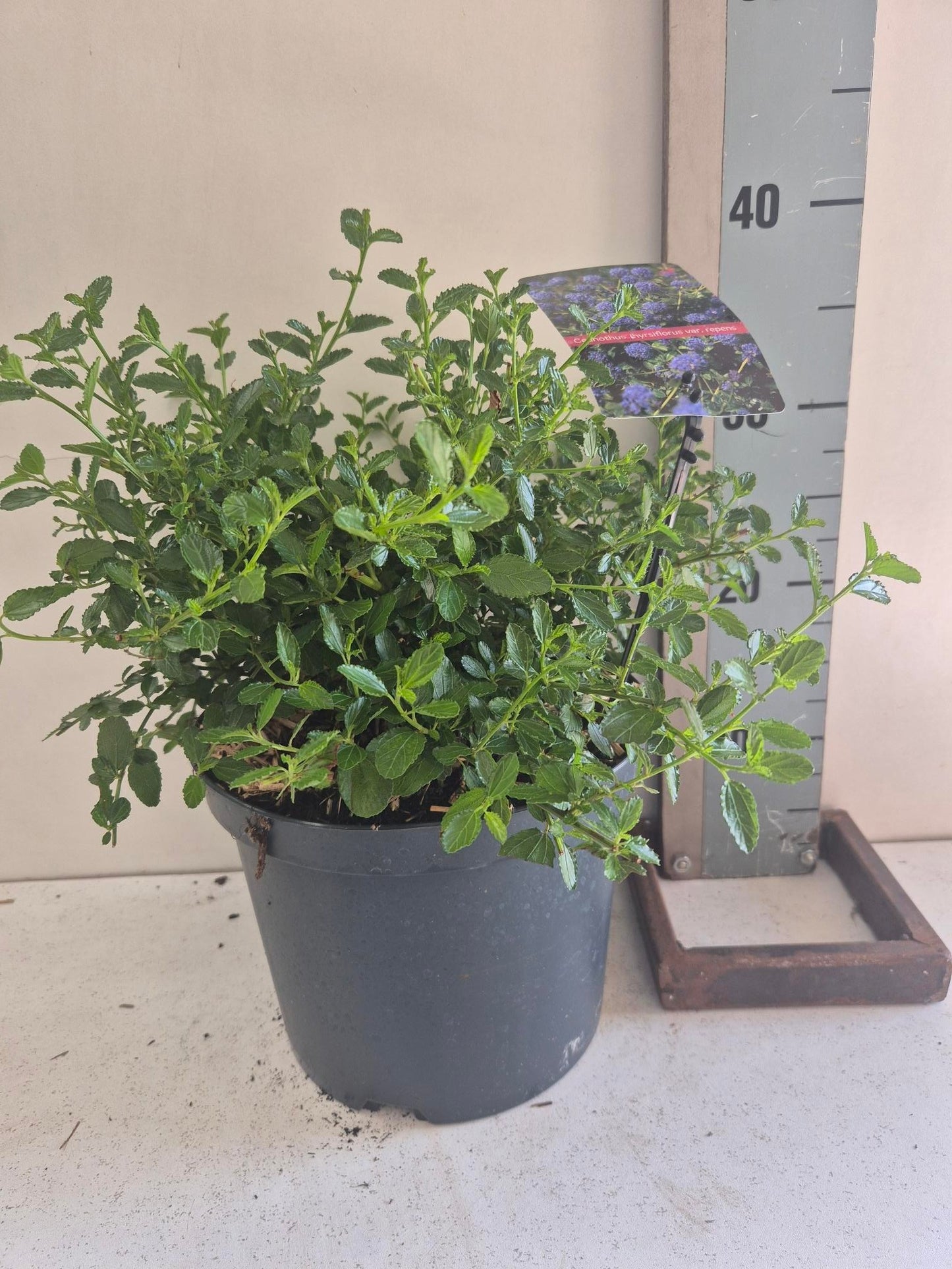Ceanothus thyrsiflorus repens 45cm 23cm Pot