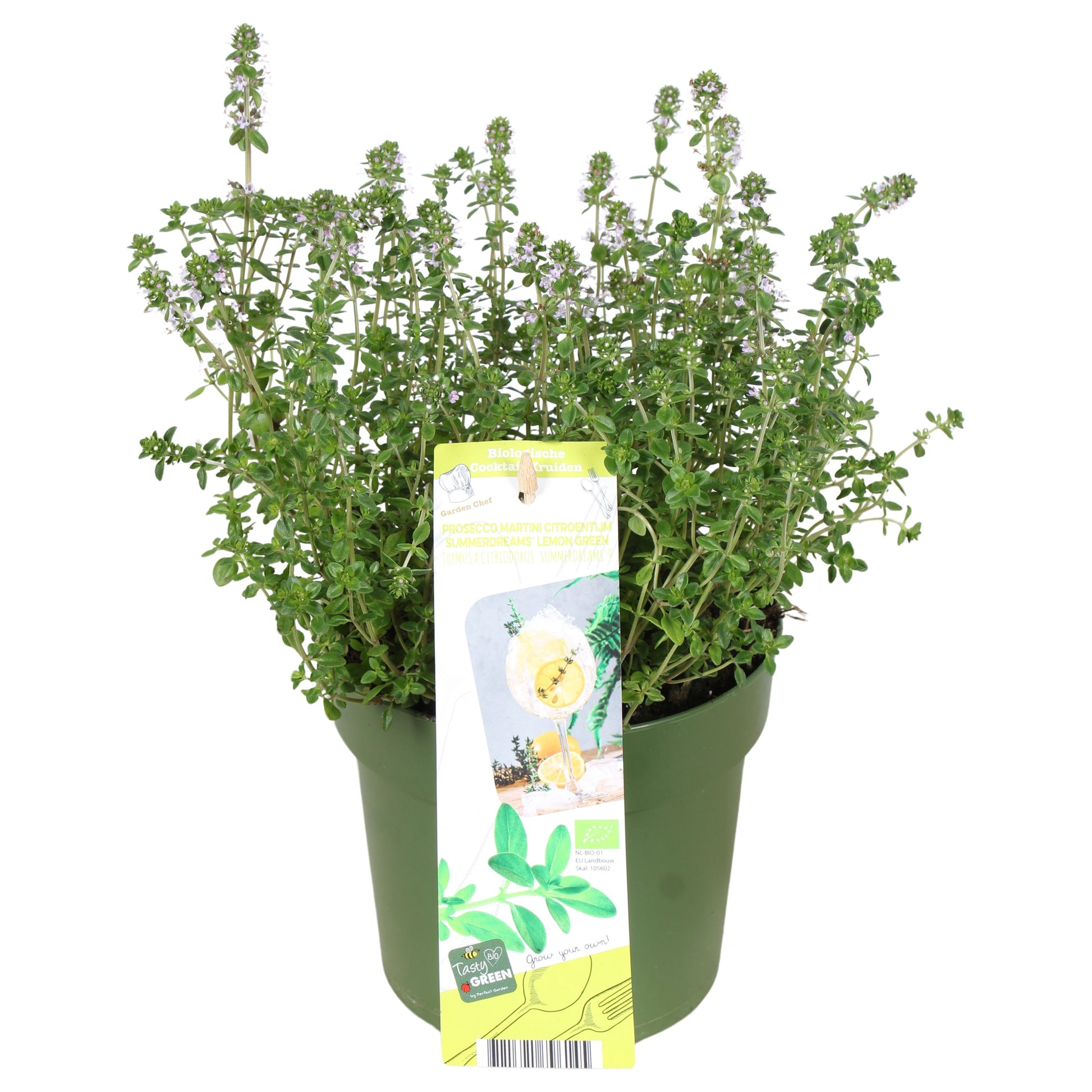 Thymus citriodorus 30cm 14cm Pot