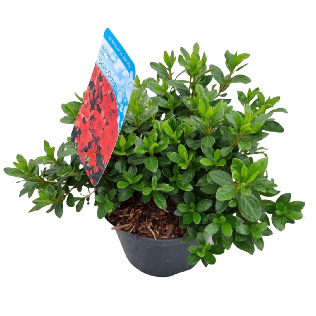Rhododendron Geisha Orange 35cm 18cm Pot