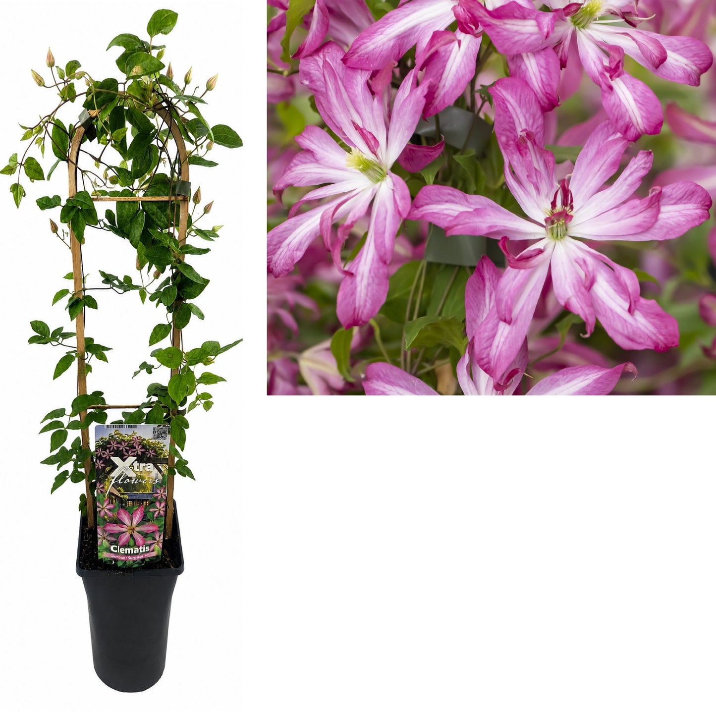 Clematis hybrid mix 75cm 17cm Pot