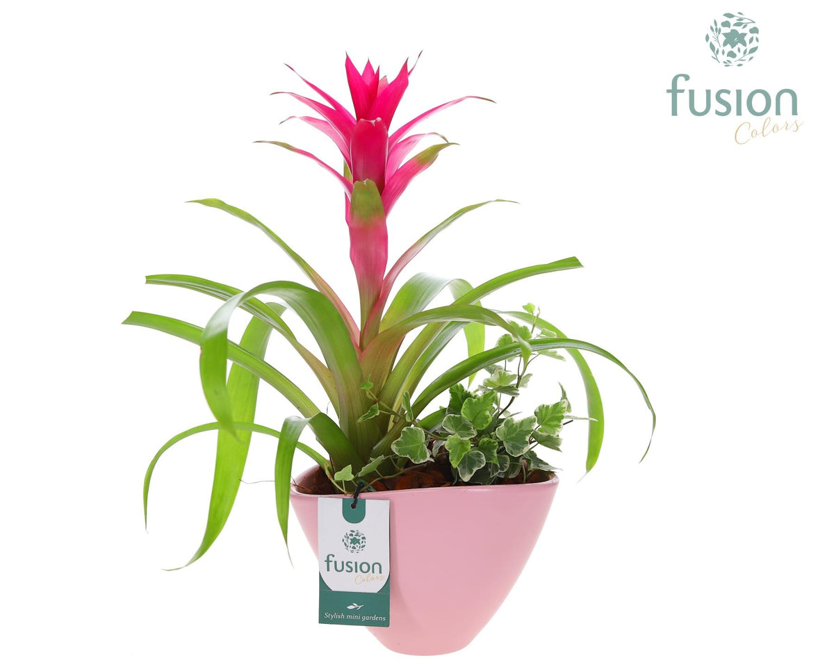 Pot keramiek ovaal Medium met Arrangement 43cm 18cm Pot