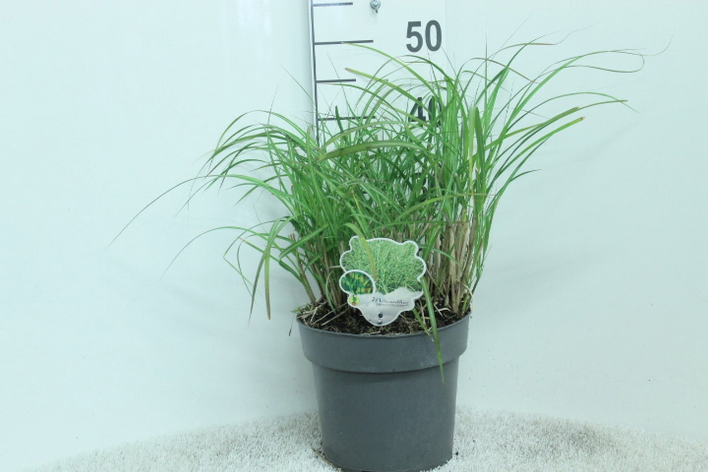 Miscanthus sinensis 50cm 23cm Pot