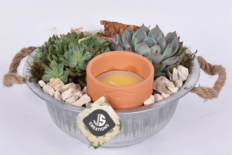 arr.  Plants 23cm Pot