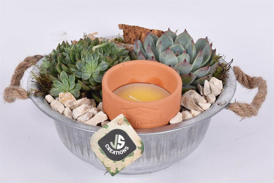 arr.  Plants 23cm Pot