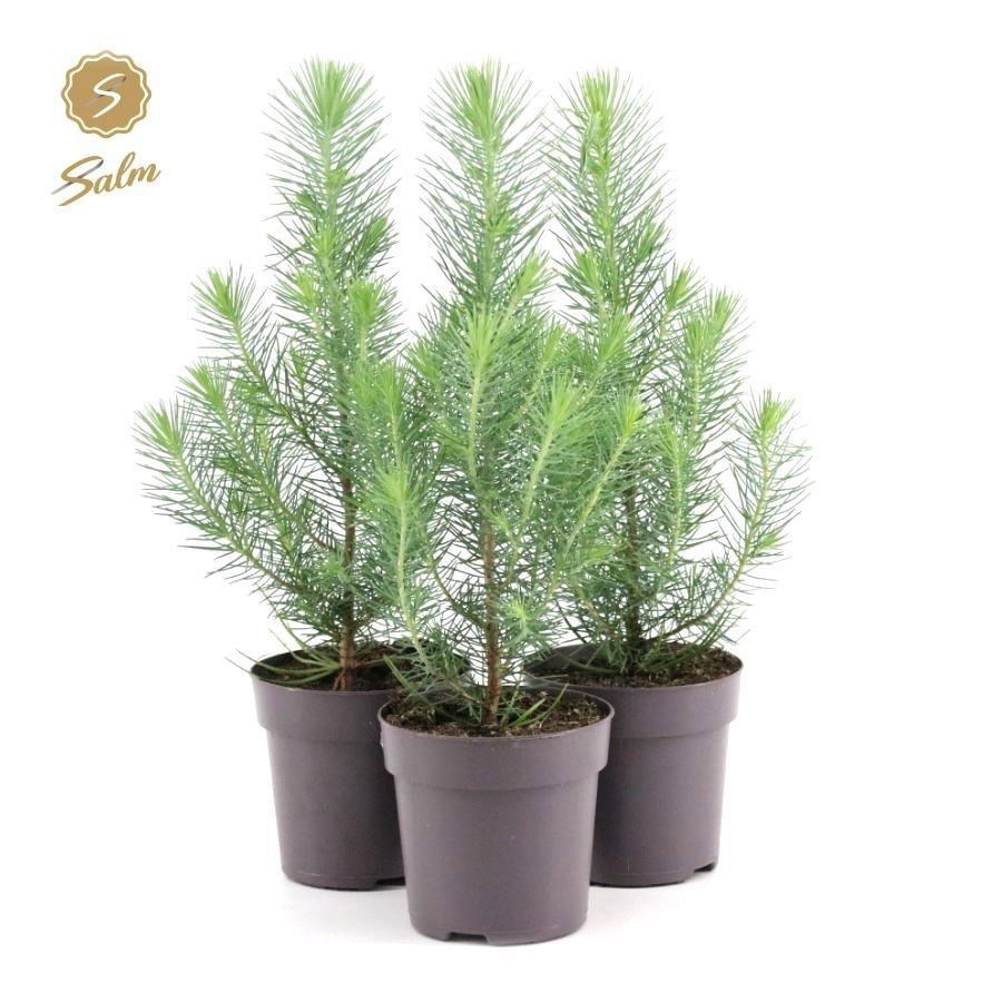 Salm, gebr. van der Pinus Silver Crest Pack of 15