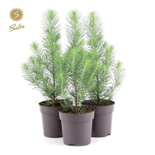 Salm, gebr. van der Pinus Silver Crest Pack of 15
