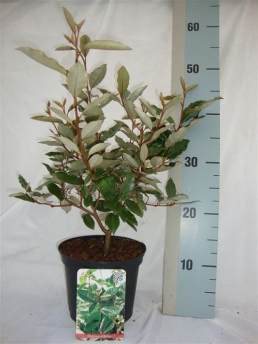 Elaeagnus ebbingei 45cm 17cm Pot