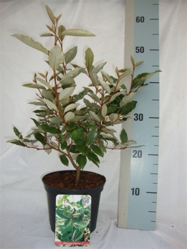Elaeagnus ebbingei 45cm 17cm Pot