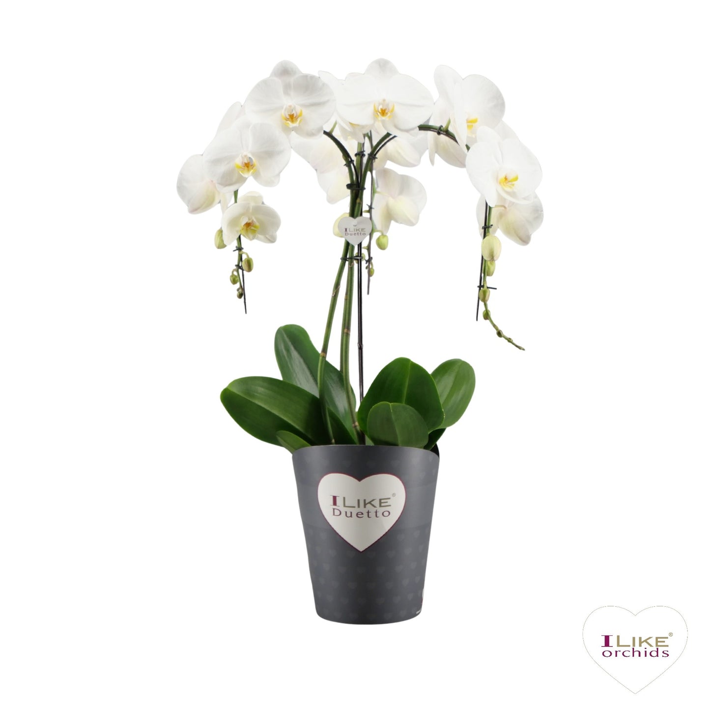 Levoplant BV Phalaenopsis Oxford Pack of 2