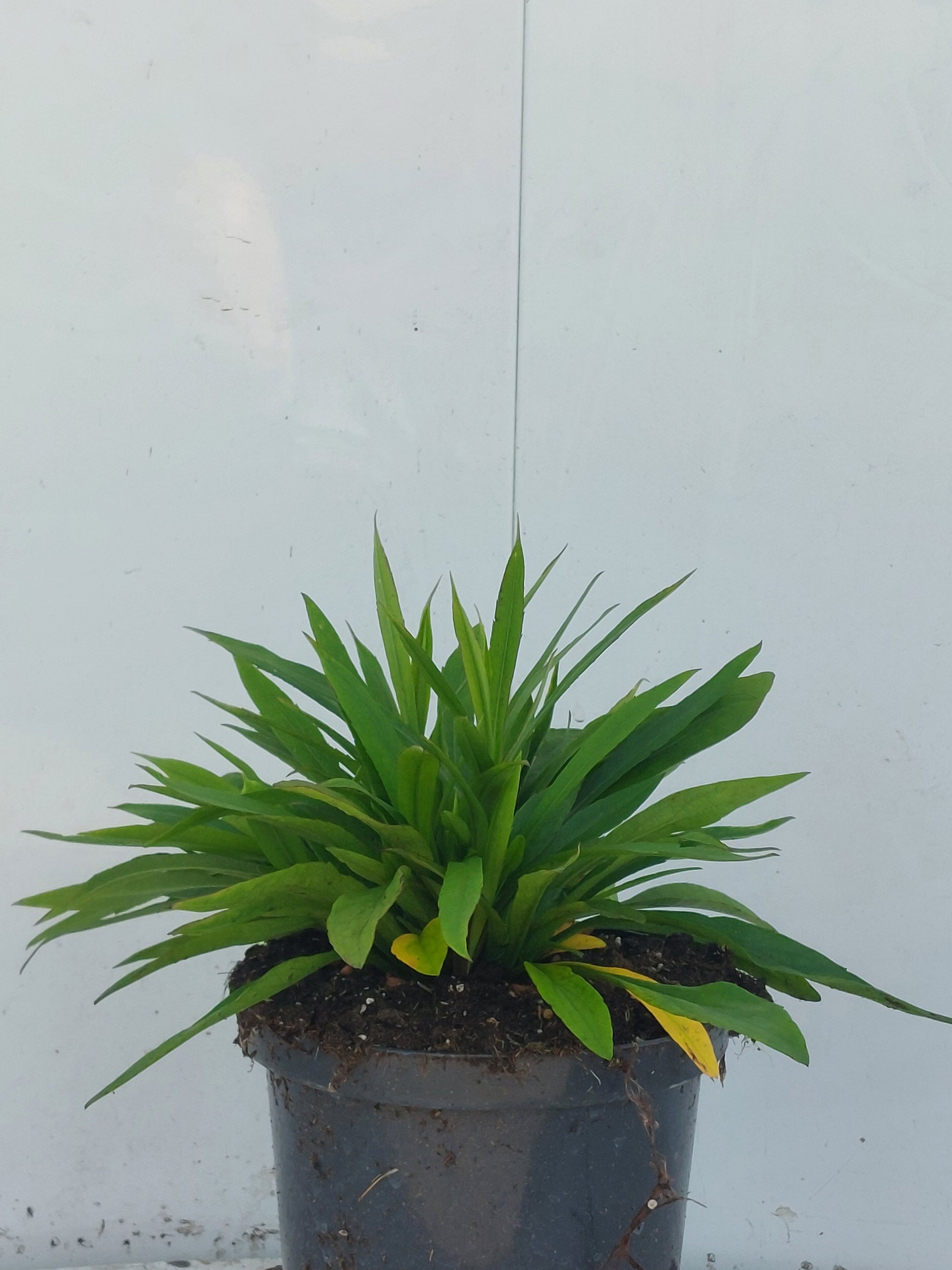 Aster dum. Lady in Blue 30cm 17cm Pot