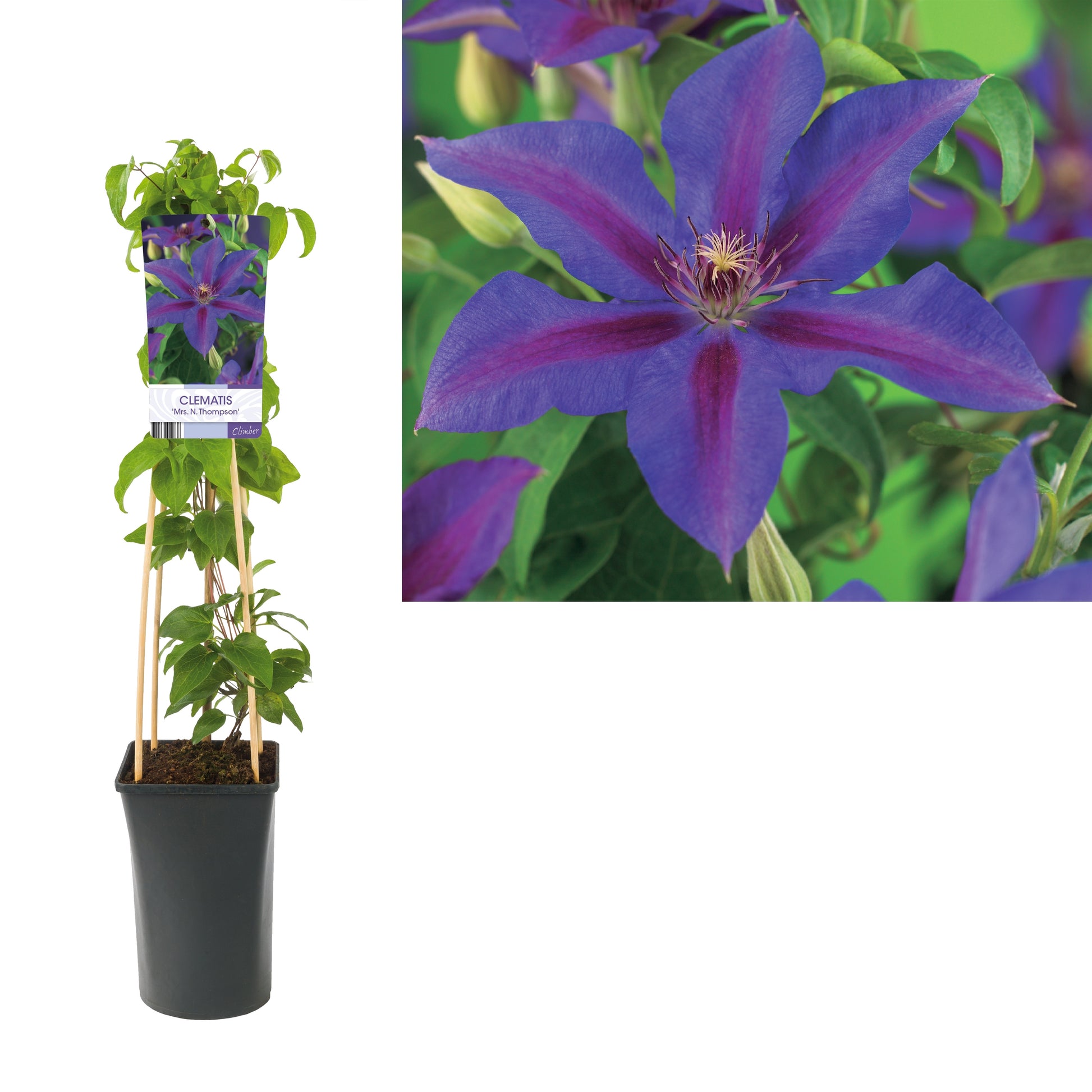 Clematis Mrs Norman Thompson 75cm 17cm Pot
