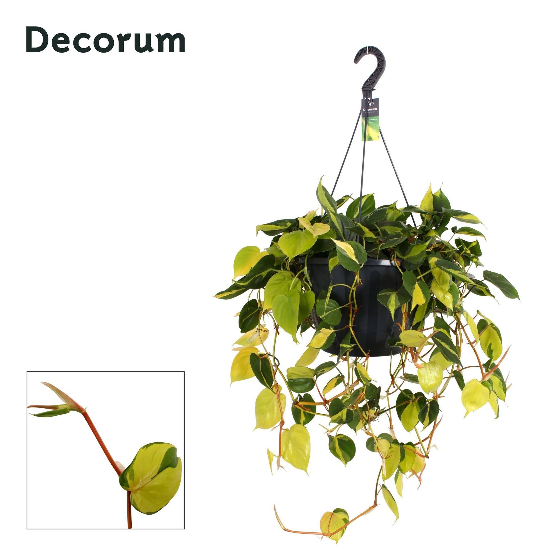 Philodendron Brasil 60cm 37cm Pot