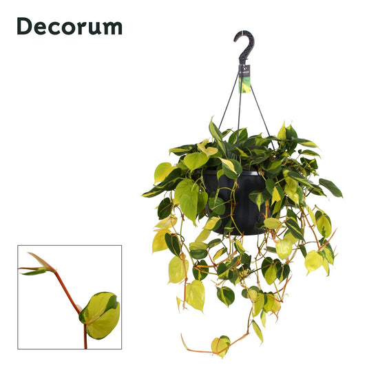 Philodendron Brasil 60cm 37cm Pot