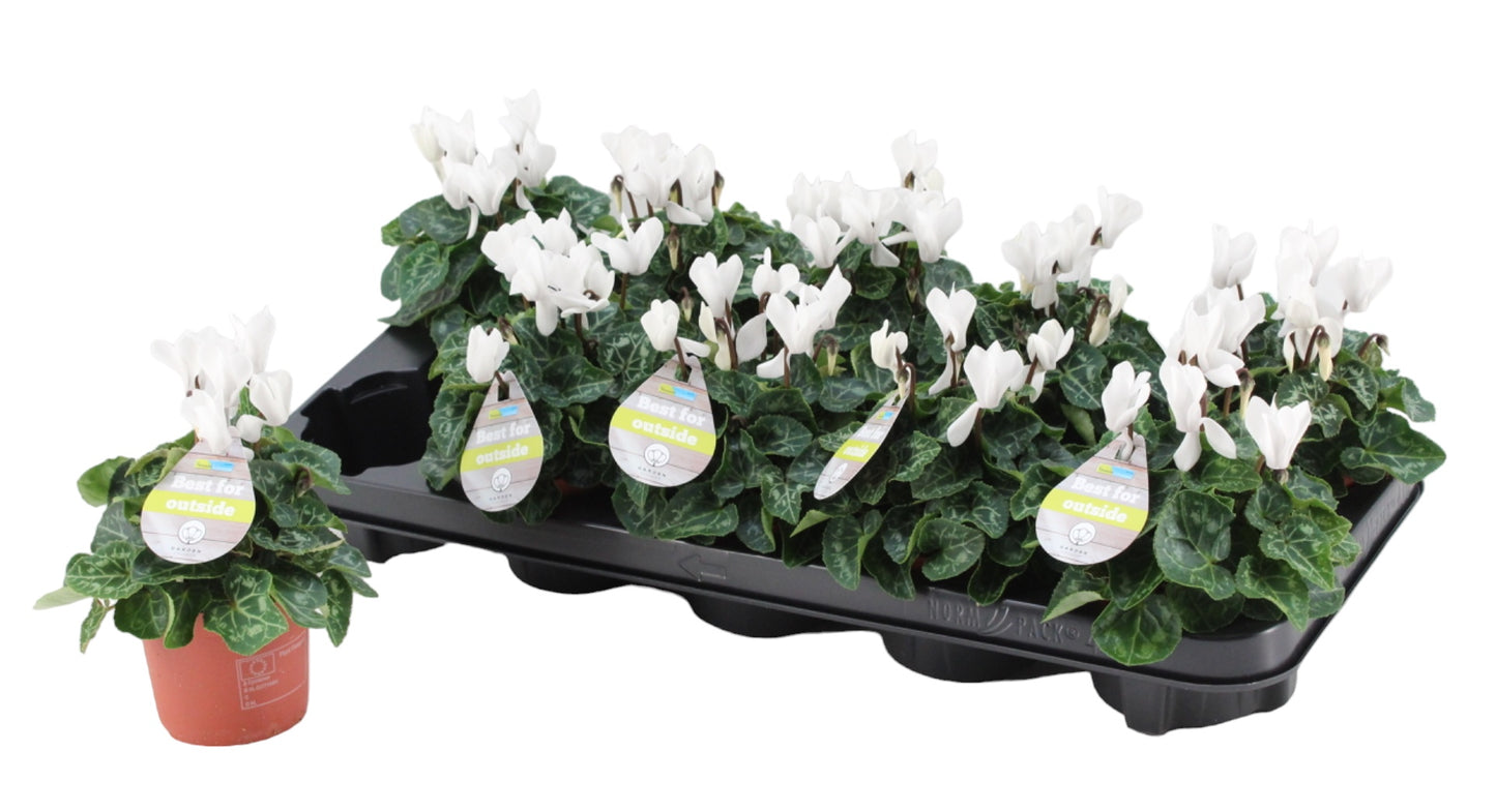Cyclamen Veranda Selections 18cm 9cm Pot