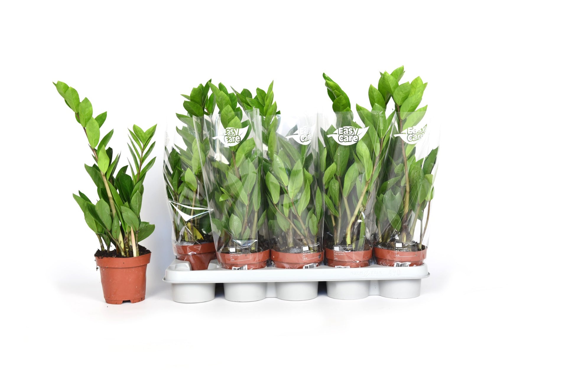 Zamioculcas zamiifolia 45cm 12cm Pot