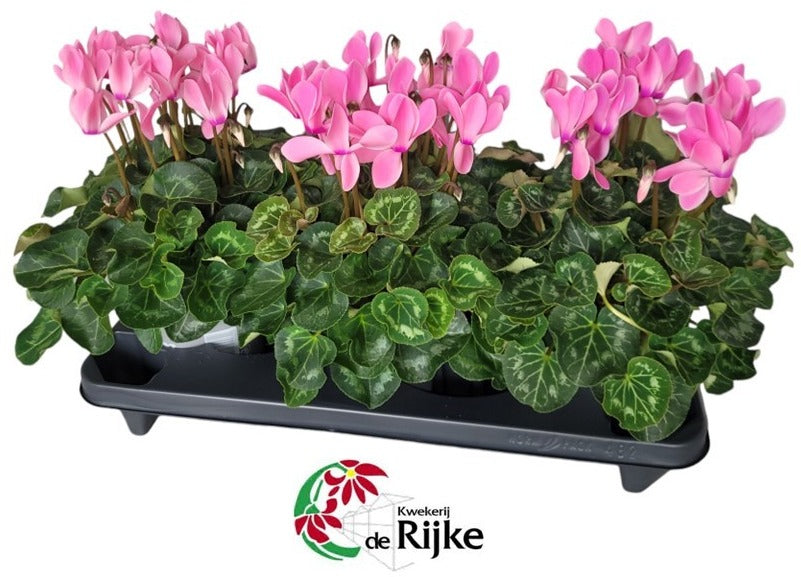 Cyclamen XL 35cm 15cm Pot