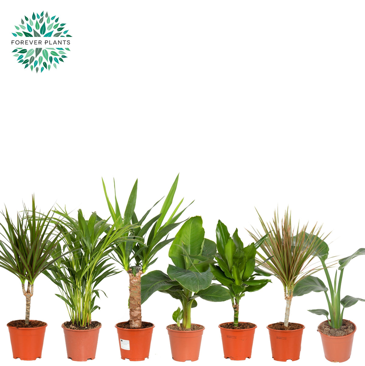 Foliage houseplants mix 50cm 14cm Pot