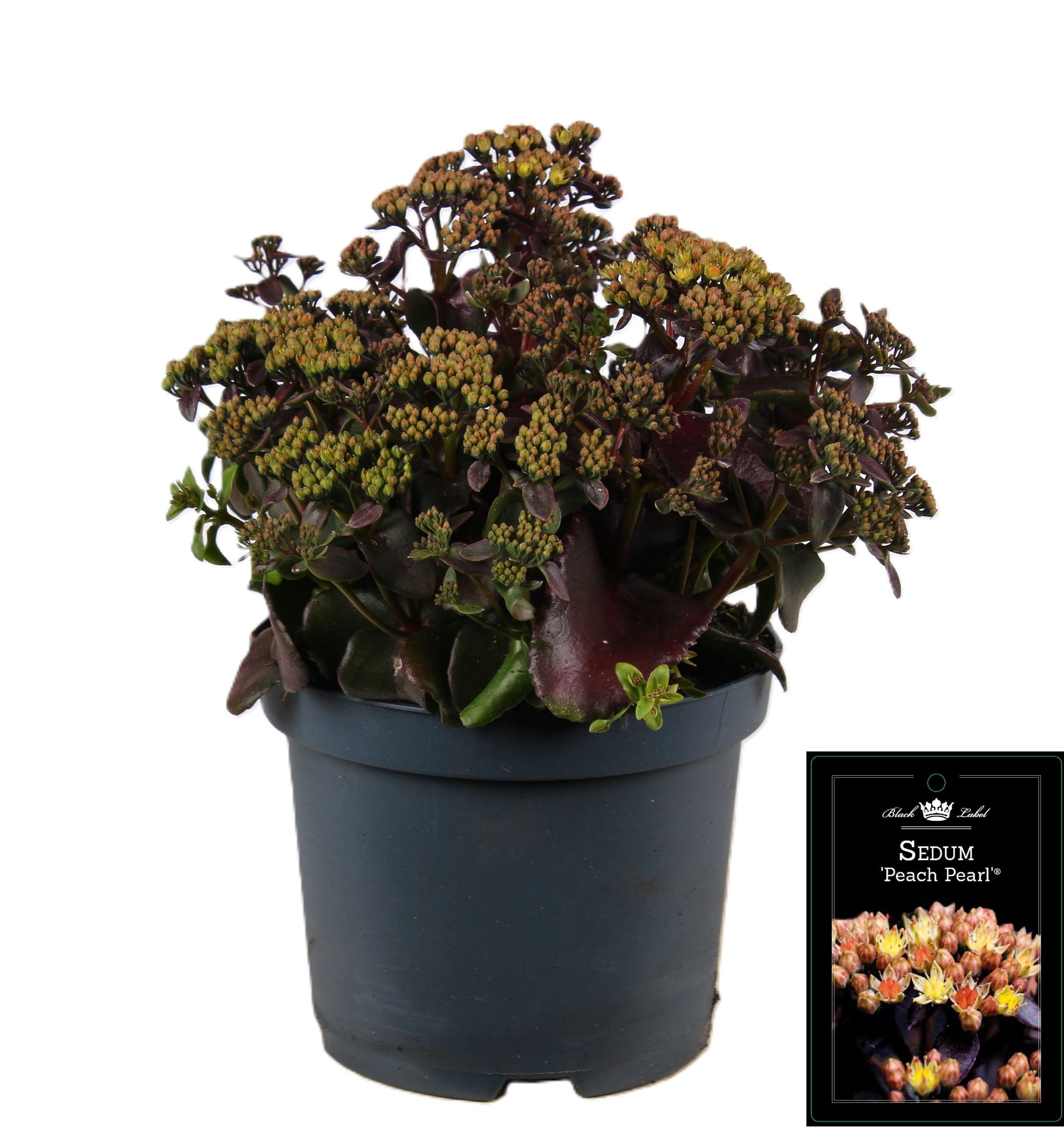 Sedum Peach Pearls 35cm 19cm Pot