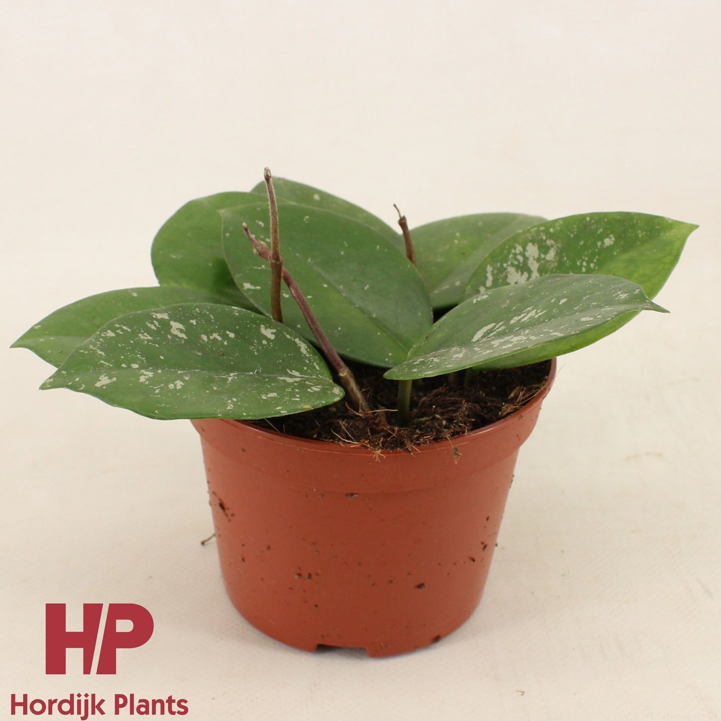 Hordijk Plants Hoya car. Freckles Splash Pack of 8